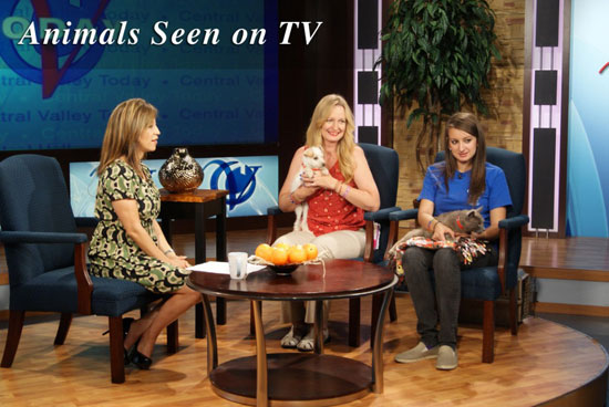 Animals Seen on TV Campaign